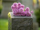 Purple flowers laying on top of a gravestone - with a side view of the gravestone in the photo