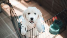 White puppy in a kennel, with its paws on the top of the kennel
