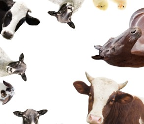 Farm animals in a cricle