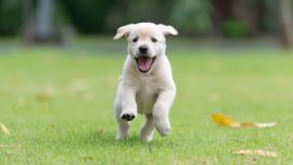 Puppy running on grass toward viewer with mouth open looked happy