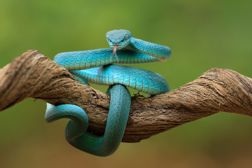 A turquoise snake coiled around a wooden stick