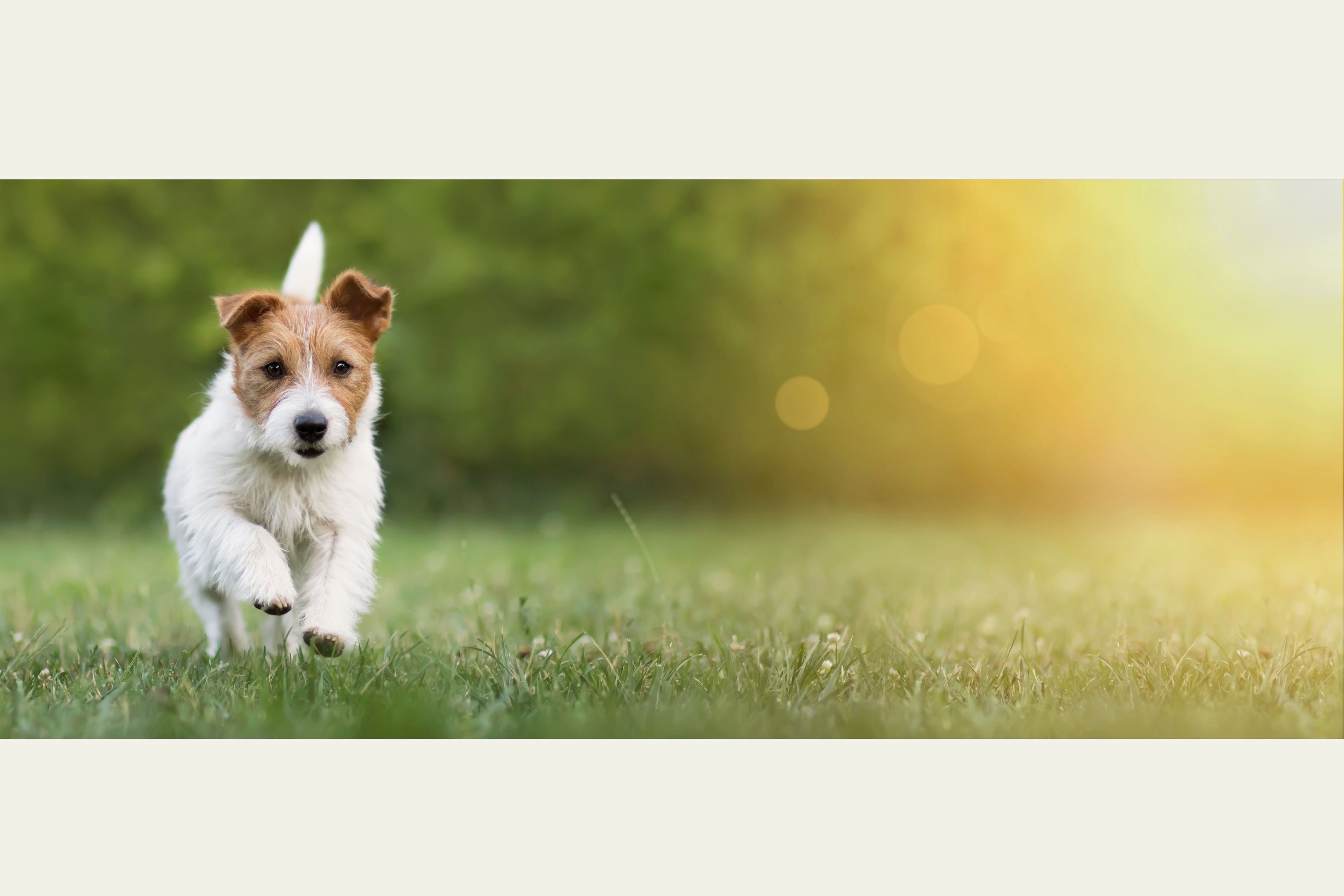 Little white and brown puppy running on grass with a hint of sun on the right side of the photo